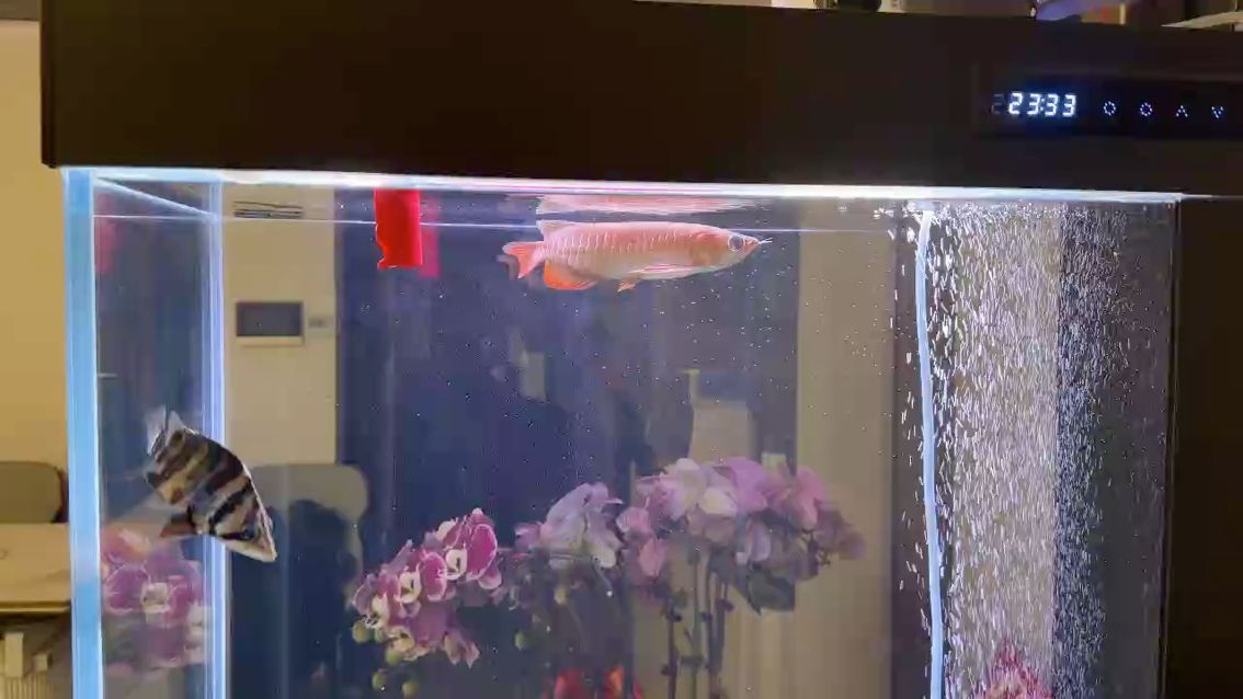 龍虎魚，龍虎魚養了2個月，狀態不錯，養了2個月，