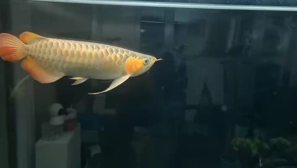 ，ai與機器人的融合 ，ai與機器人的融合 龍魚論壇