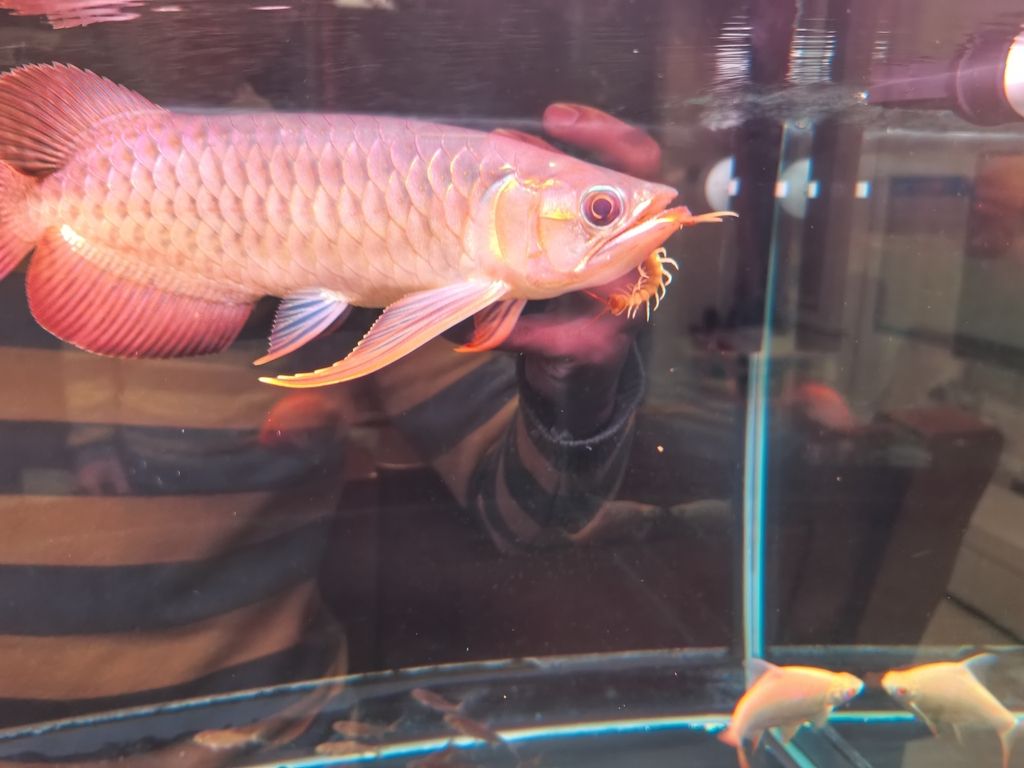 陪伴72天了，《陪伴72天了》