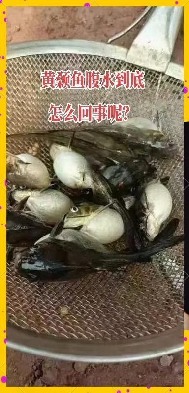 黃顙魚腹水病如何防控，黃顙魚腹水病的防控措施