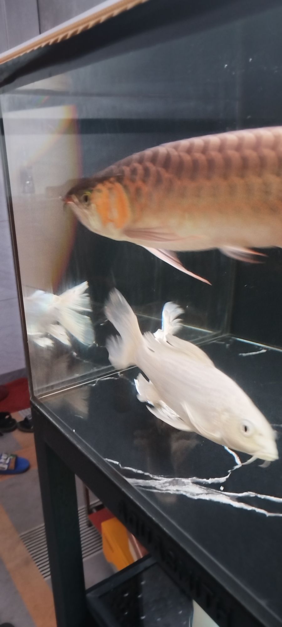 ，北京老寧評論：城市化進程對環境的影響造成了深遠影響 ，北京老寧評論：城市化進程對環境的影響造成了深遠影響 龍魚論壇 第2張