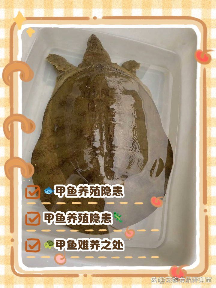 為什么老一輩說家里不能養鱉，為什么老一輩說“家里不能養鱉”