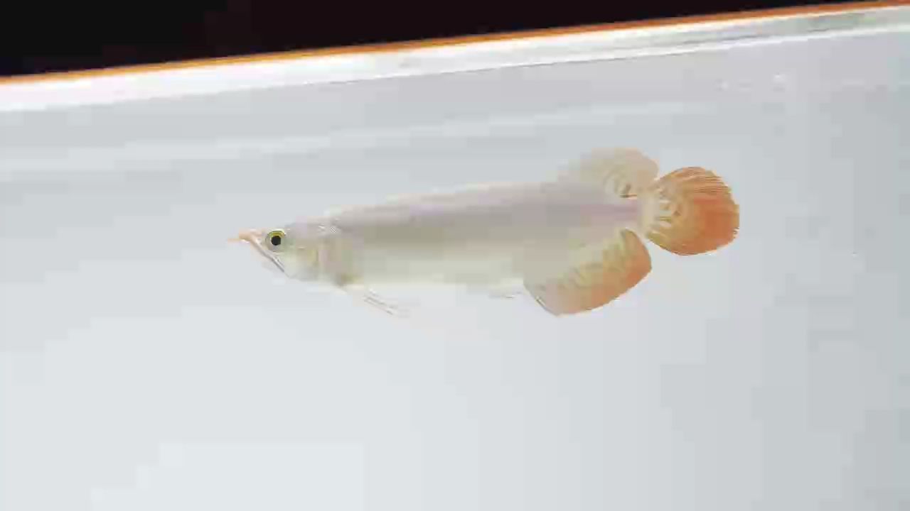 這條小紅龍頭版太太太特別了！！！
老版型頭版，短盾飽滿的同時又略帶微微翹????
胸鰭天然下掛，近肛門????
硬骨大尾，張力無敵！
背線直、前窄后寬放射形個體、色彩飽和度極高????  白缸白燈拍攝，約30CM。
#萬隆天王紅龍 #龍魚 #紅龍 #觀賞魚，萬隆天王紅龍