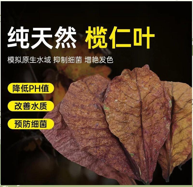 有哪些天然藥物可以促進魚傷口恢復，養魚界的“黃金消毒劑”和“黃金消毒劑”，養魚界的“黃金消毒劑”