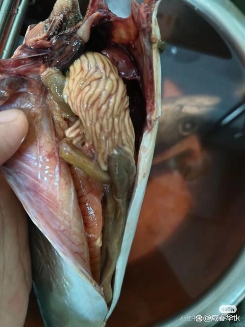鲅魚肚子里成團白線寄生蟲，鲅魚體內的寄生蟲——蛔蟲