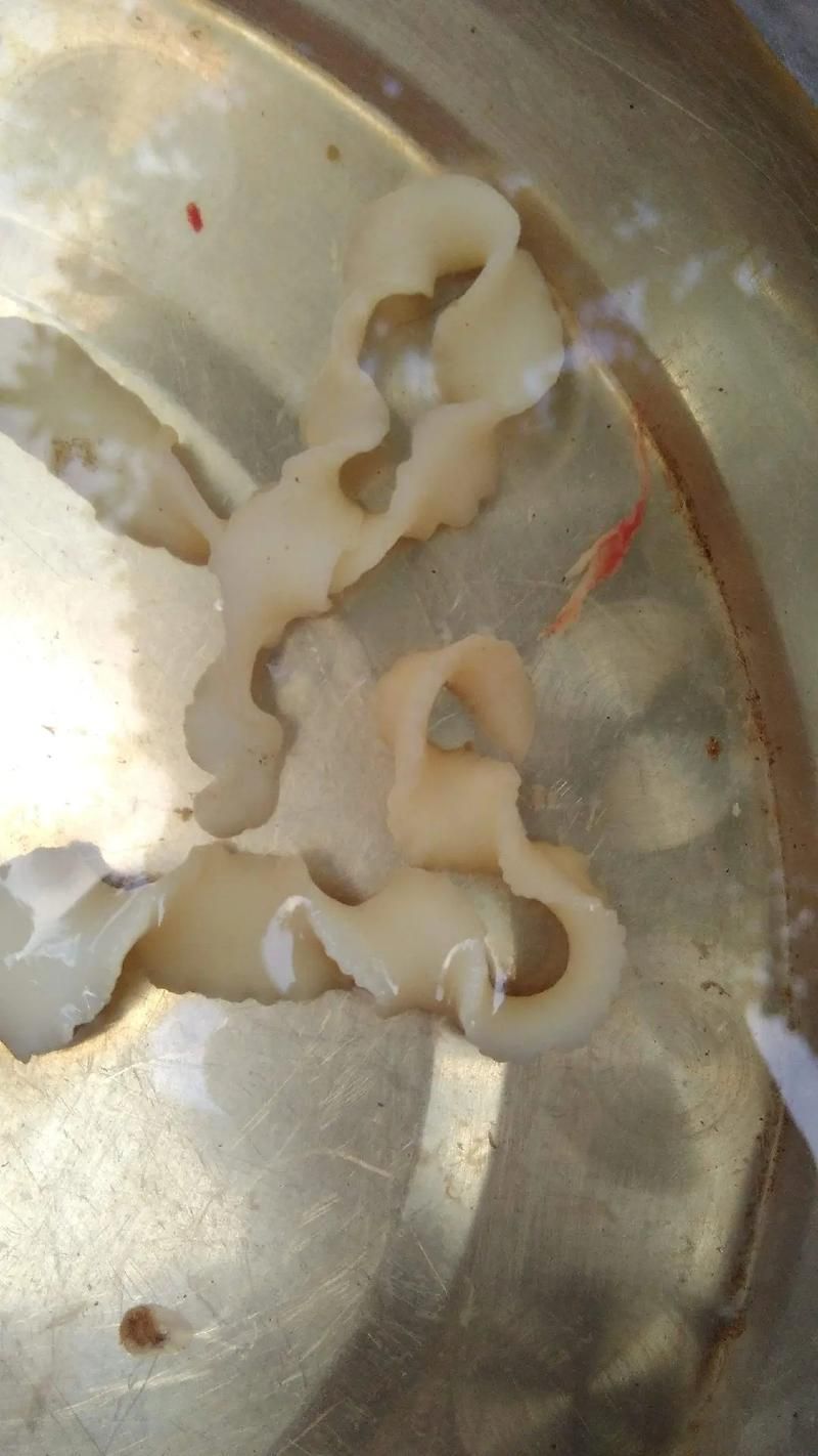 鲅魚肚子里成團白線寄生蟲，鲅魚體內的寄生蟲——蛔蟲