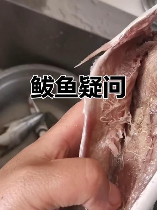 鲅魚肚子里成團白線寄生蟲，鲅魚體內的寄生蟲——蛔蟲