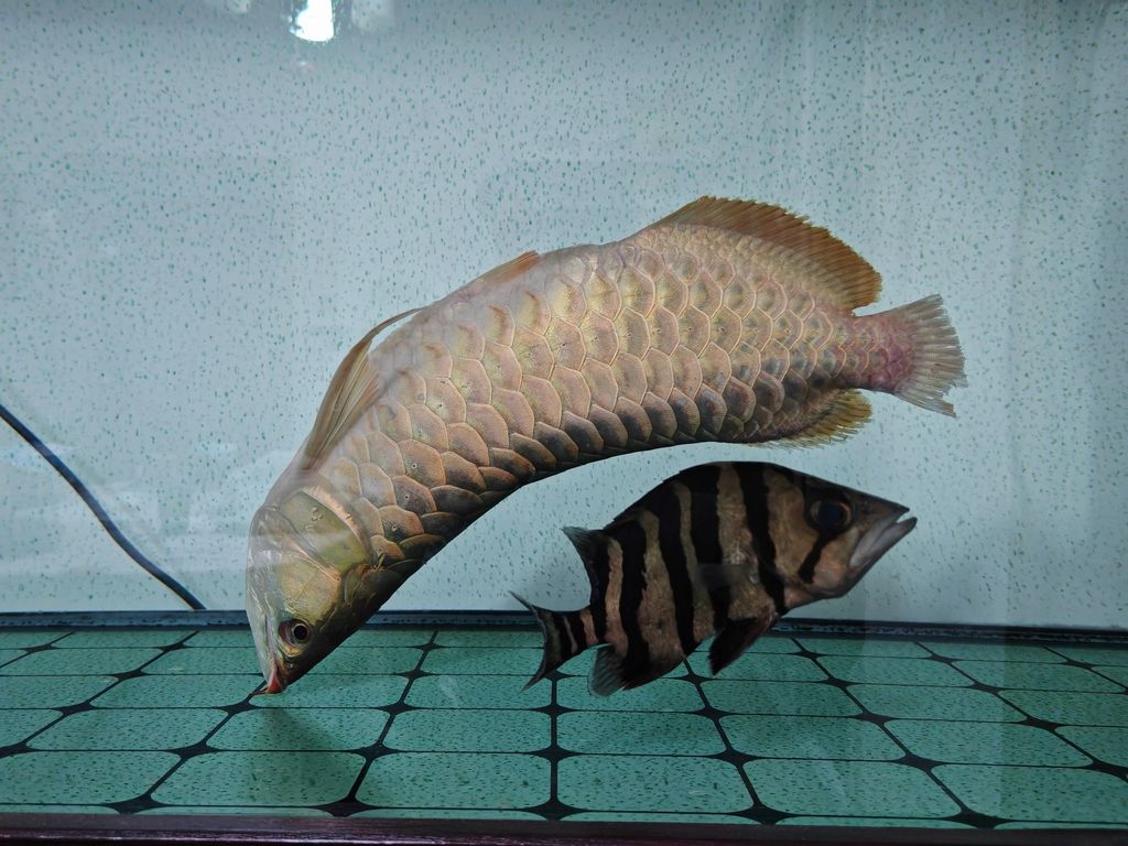 4年264天，因為自己的愚蠢操作小龍歸天了，近5年的陪伴，希望轉(zhuǎn)世去個好人家，再見[daku]，小龍的離去與轉(zhuǎn)世之愿