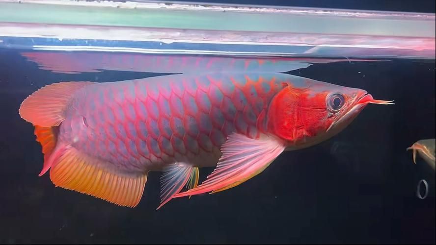 紅龍腮紅的持久度如何，如何判斷紅龍腮紅的持久度