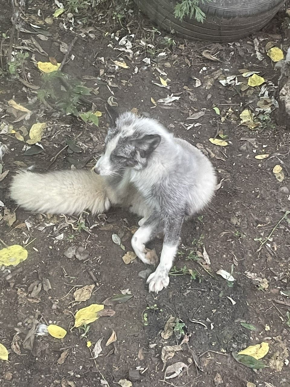 極品，“極品”的意義