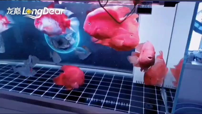 事事順遂，會越來越好，南無阿彌陀佛??????，事事順遂，會越來越好，南無阿彌陀佛