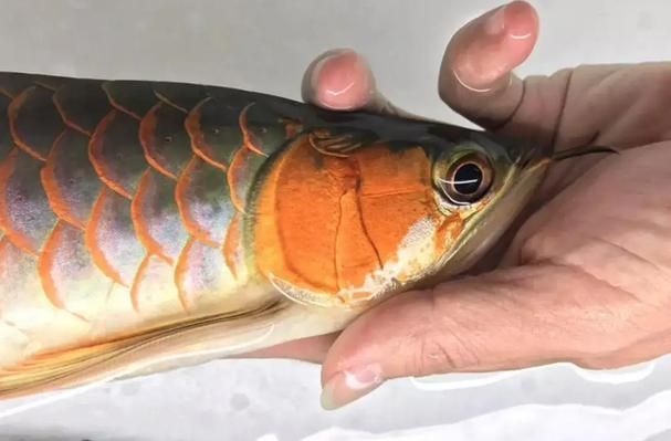 如何判斷龍魚眼睛白色凸起是蒙眼還是凸眼，如何判斷龍魚“蒙眼”與“凸眼”