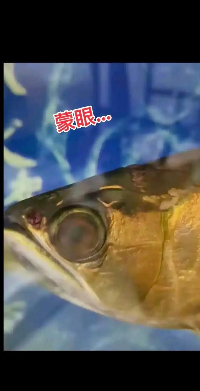 如何判斷龍魚眼睛白色凸起是蒙眼還是凸眼，如何判斷龍魚“蒙眼”與“凸眼”
