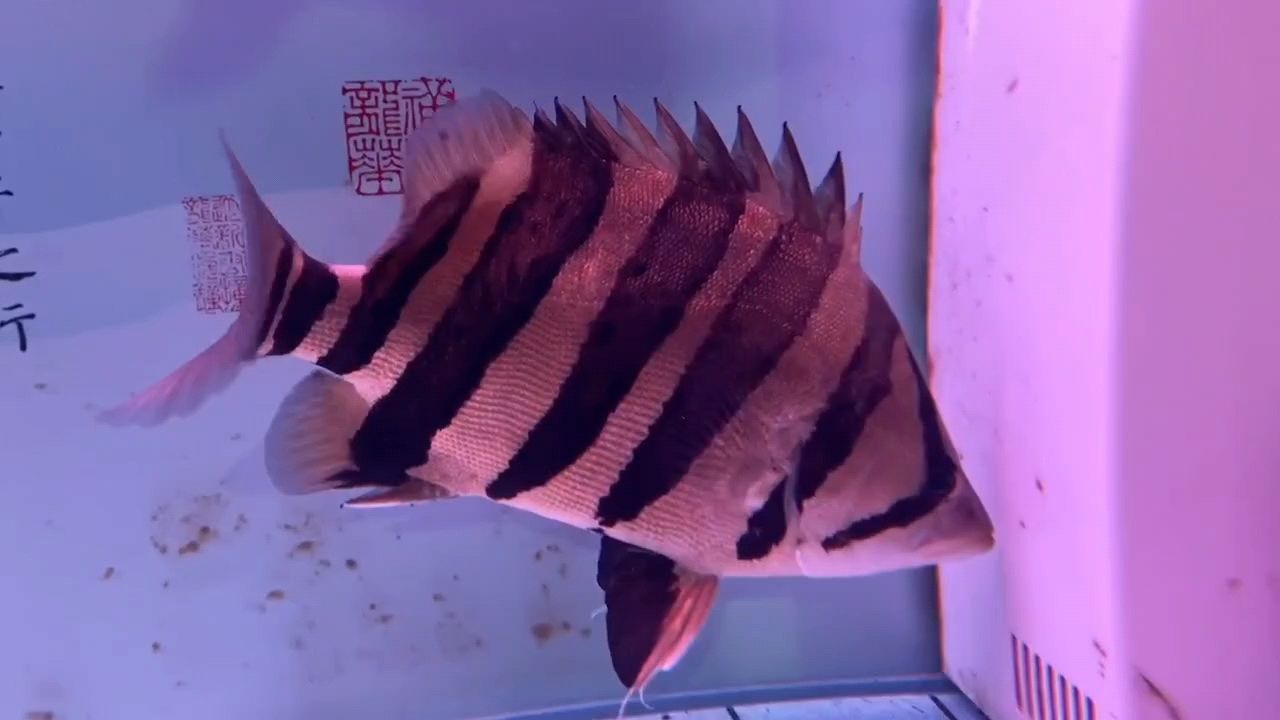 虎魚，美麗的虎魚