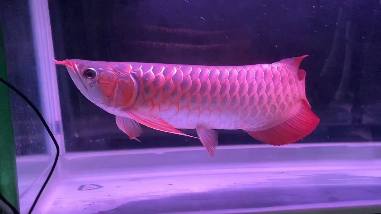 紅龍魚，紅龍魚，超血紅龍