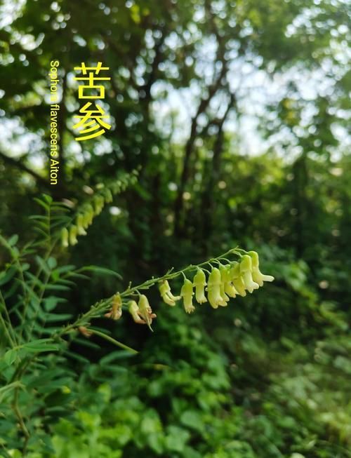 哪些中藥對魚寄生蟲最有效，哪些中藥對魚寄生蟲最有效，大黃、大黃素、1000字說明和配圖