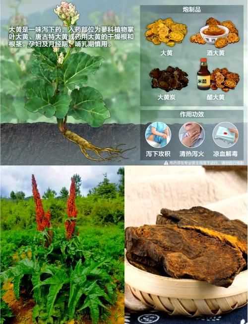 哪些中藥對魚寄生蟲最有效，哪些中藥對魚寄生蟲最有效，大黃、大黃素、1000字說明和配圖