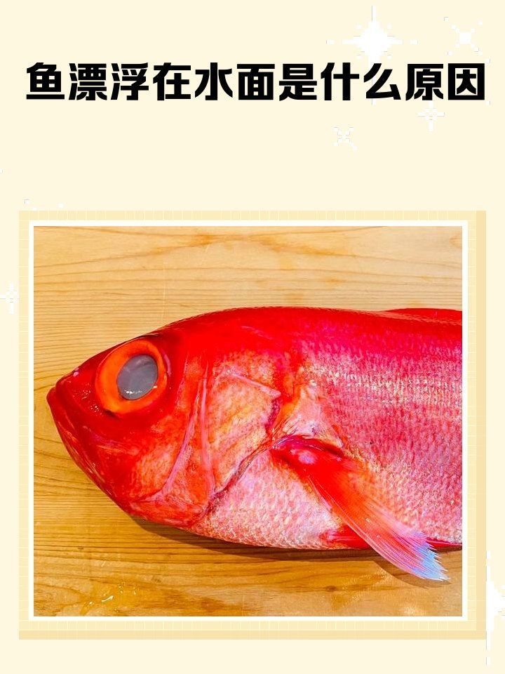 加鹽后魚上浮能救活嗎，加鹽后魚上浮能救活嗎？