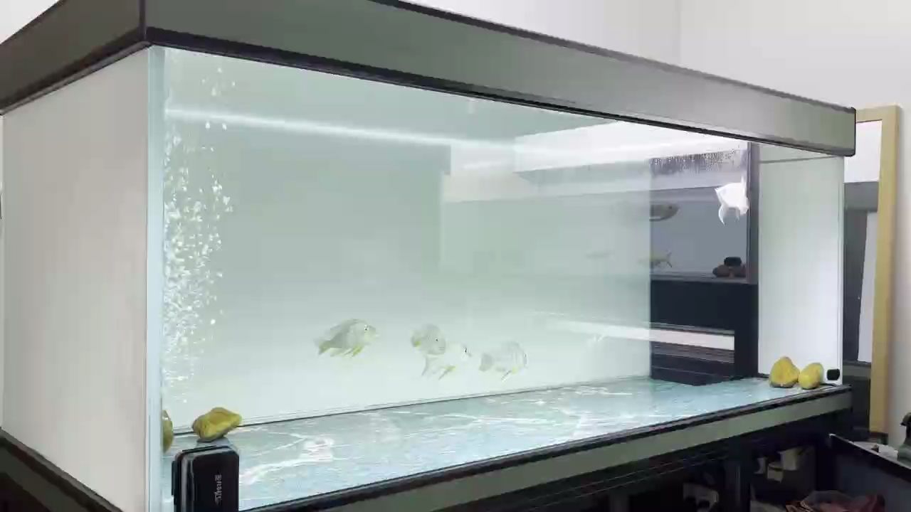 小布到家兩個多星期了，吃食狀態(tài)早就可以了，而且性格也挺好，不是很怕人，很容易就可以互動！，布偶貓一只兩個月大的布偶貓，已經(jīng)安全地回到主人家中超過兩周