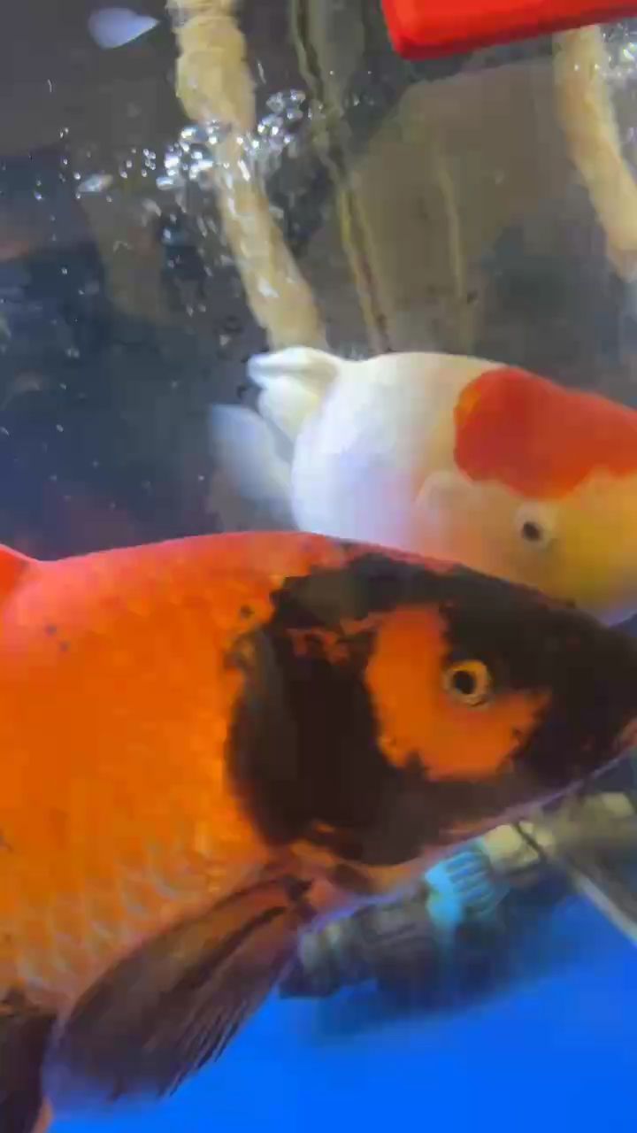 好久沒發魚了，“好久沒發魚了”反映了什么？