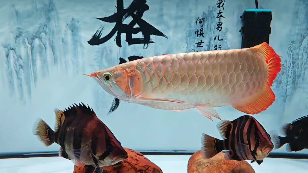 好久沒發視頻了，記錄一下，一年半！，作者對未來視頻創作計劃的回顧與總結