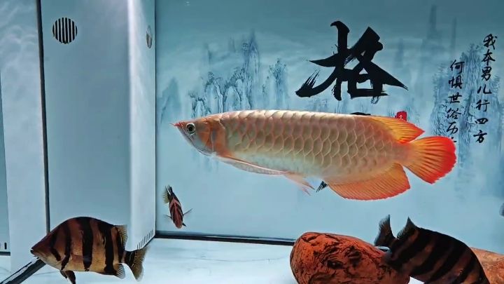 慢慢長大了，魚缸顯小了[liuhan]，年齡的增長，個人空間和環境也在逐漸變化