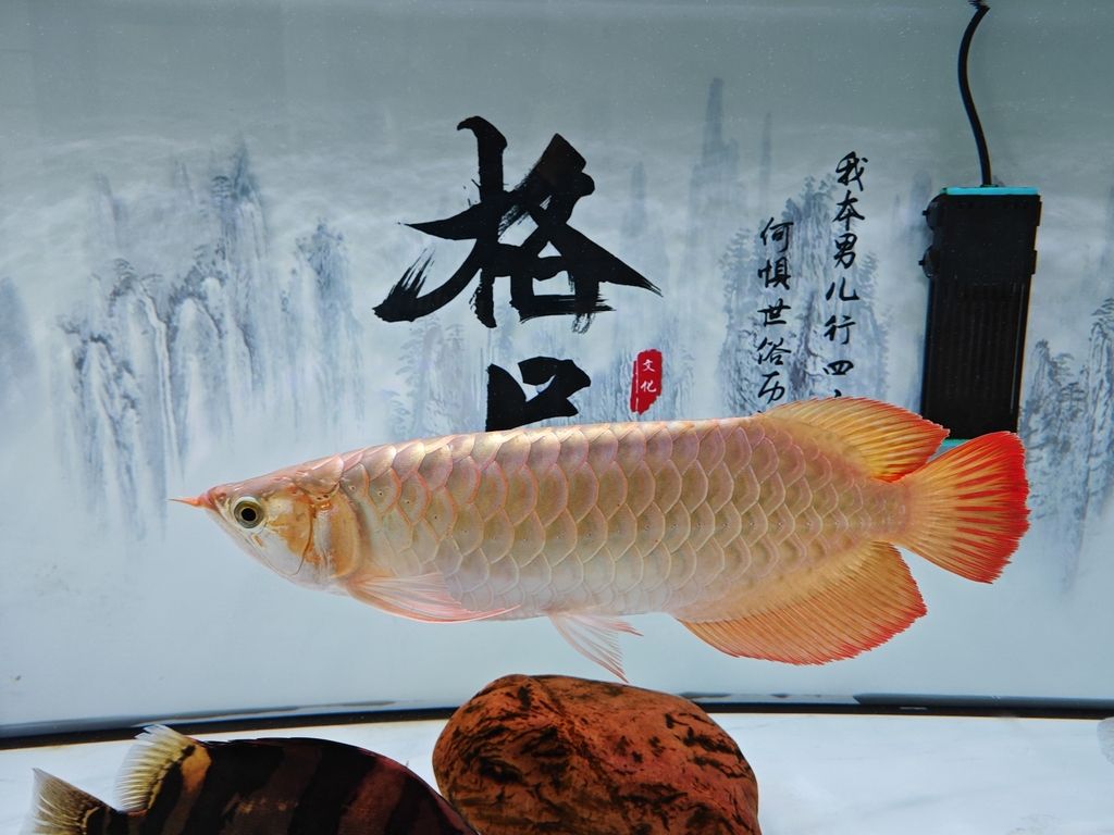 夢見魚撞缸具體預示什么，夢見魚撞缸后如何應對