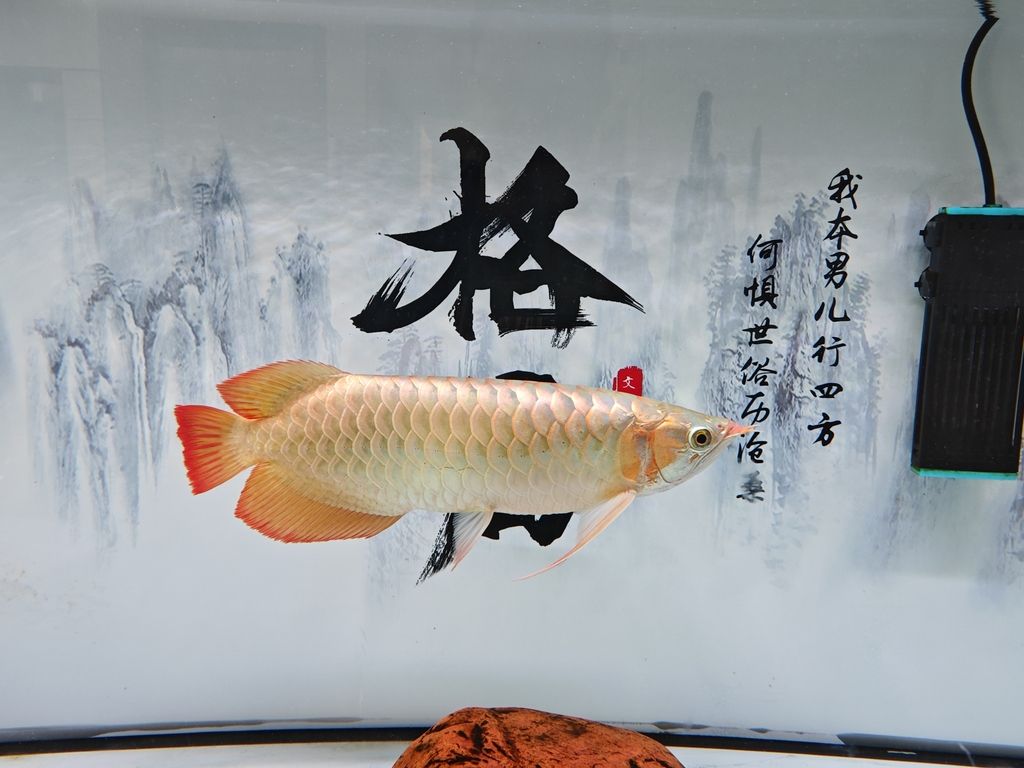 夢(mèng)見(jiàn)魚(yú)撞缸具體預(yù)示什么，夢(mèng)見(jiàn)魚(yú)撞缸后如何應(yīng)對(duì)