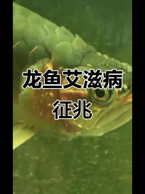 給我一些金龍魚疾病預防的圖片，金龍魚疾病預防