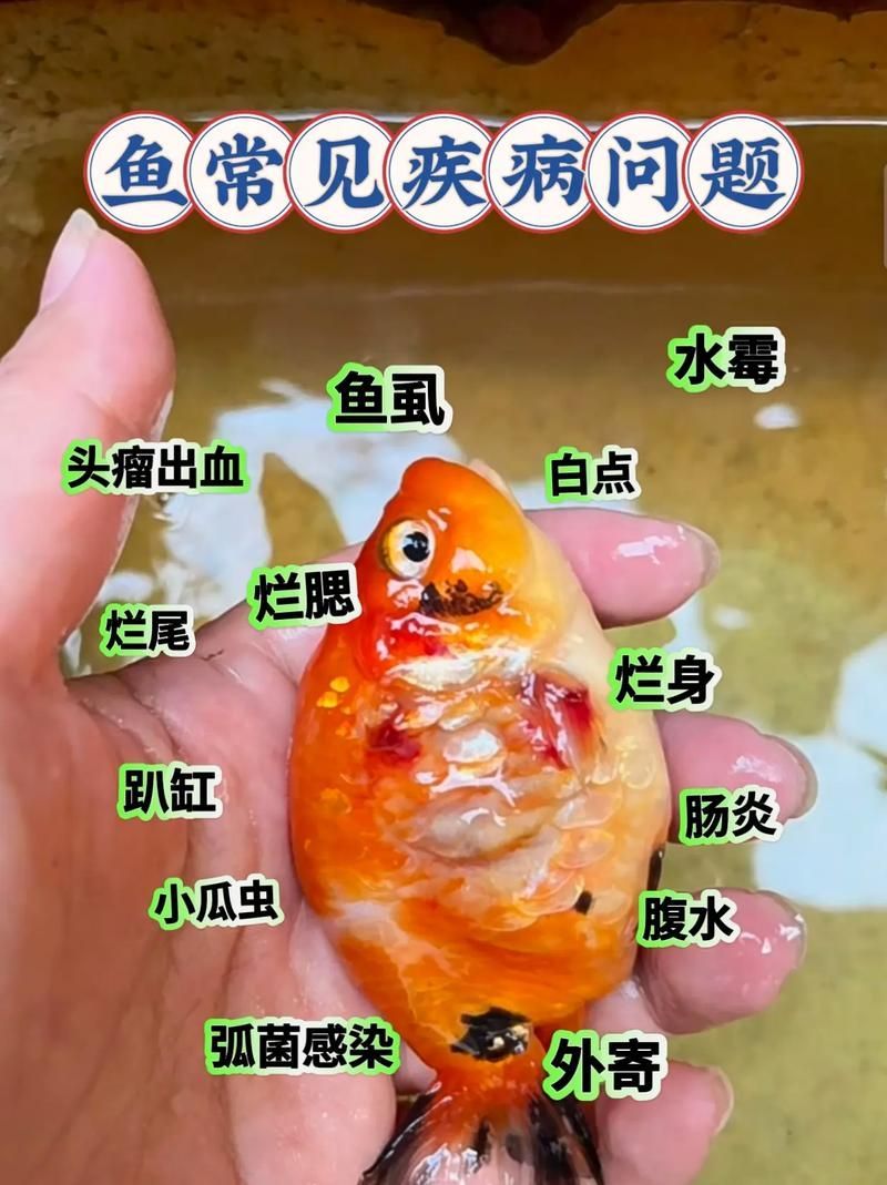 給我一些金龍魚疾病預防的圖片，金龍魚疾病預防