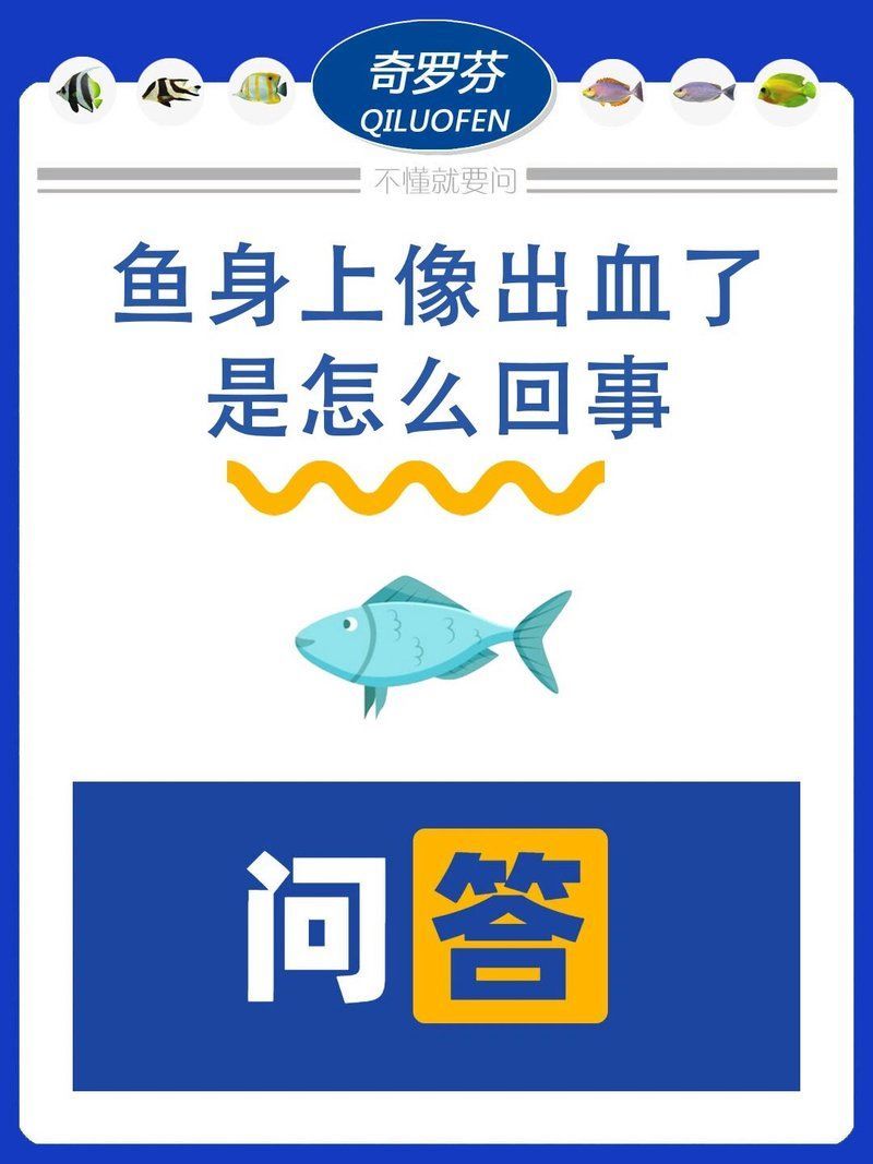 龍魚魚鰭充血最簡單三個妙招，龍魚魚鰭充血處理實操流程