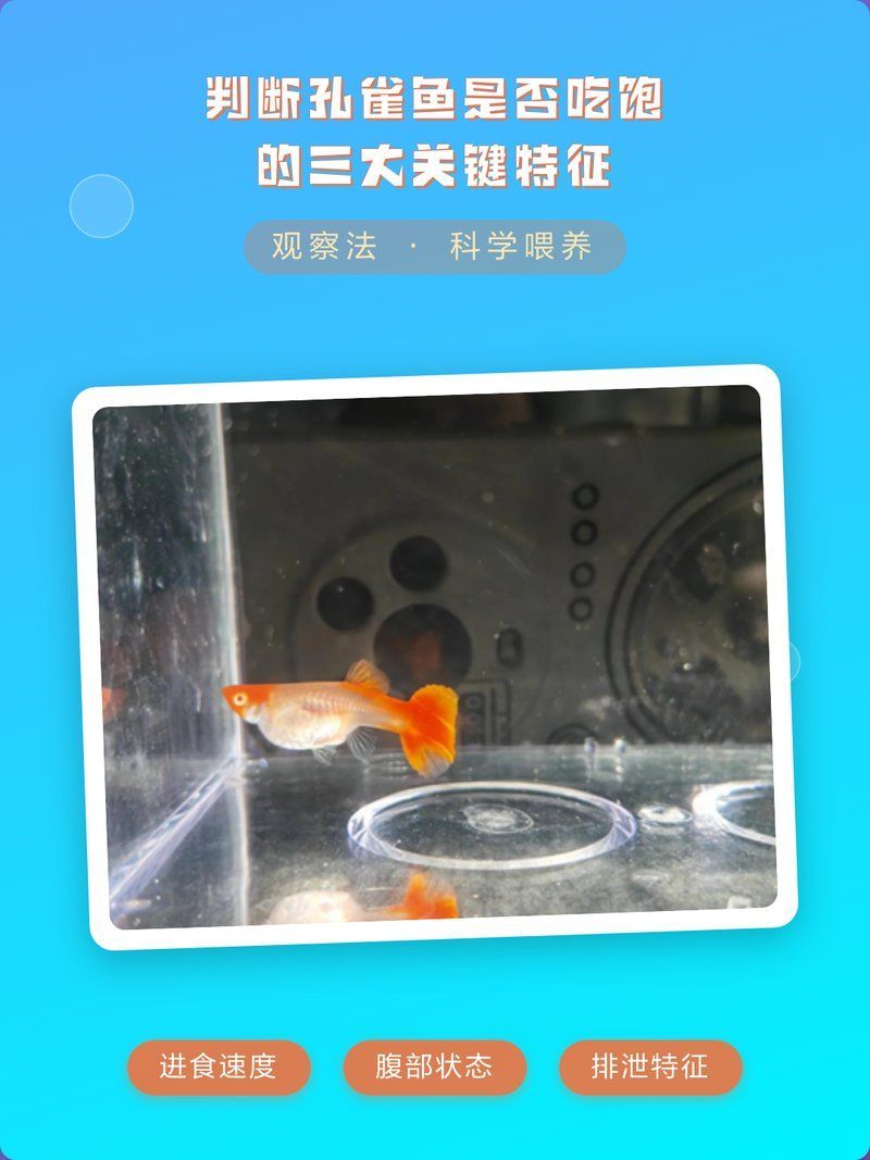如何判斷孔雀魚是否吃飽，如何判斷孔雀魚是否吃飽，三大關(guān)鍵特征