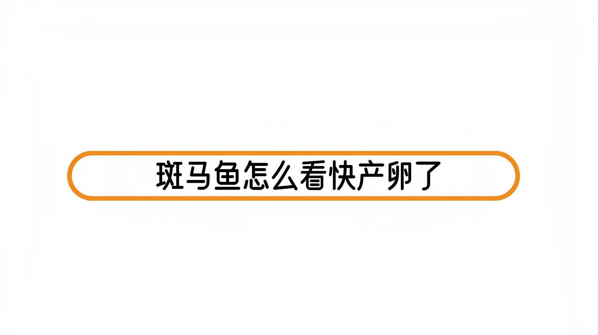 如何判斷斑馬魚是否處于繁殖期，怎樣判斷斑馬魚是否處于繁殖期