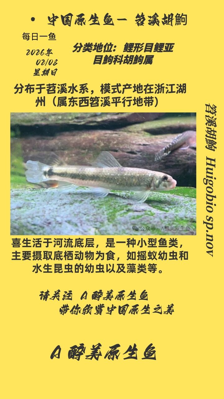 笤溪胡鮈，笤溪胡鮈的基本特性