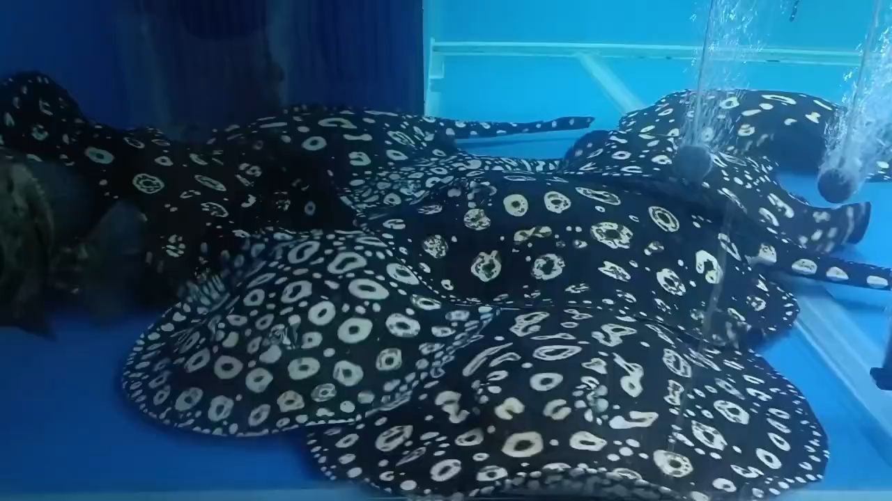 早安，_子病評論：早安，在清晨的第一縷陽光中，我們迎來了新的一天