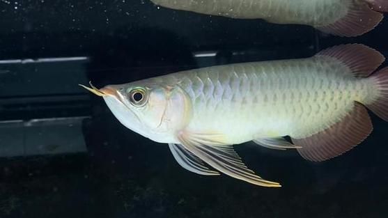 紅龍魚btl最建議買的三個系列，紅龍魚btl最值得購買的三個系列
