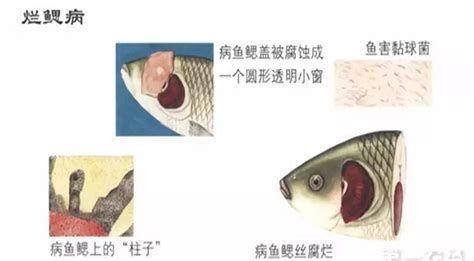 魚鰓蓋爛了能自愈嗎，魚鰓蓋爛了怎么辦
