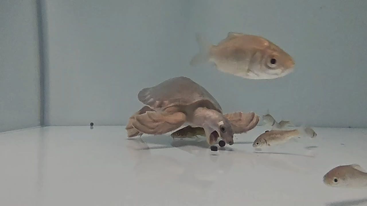 可愛滴豬鼻龜，可愛滴豬鼻龜，可愛的豬鼻龜