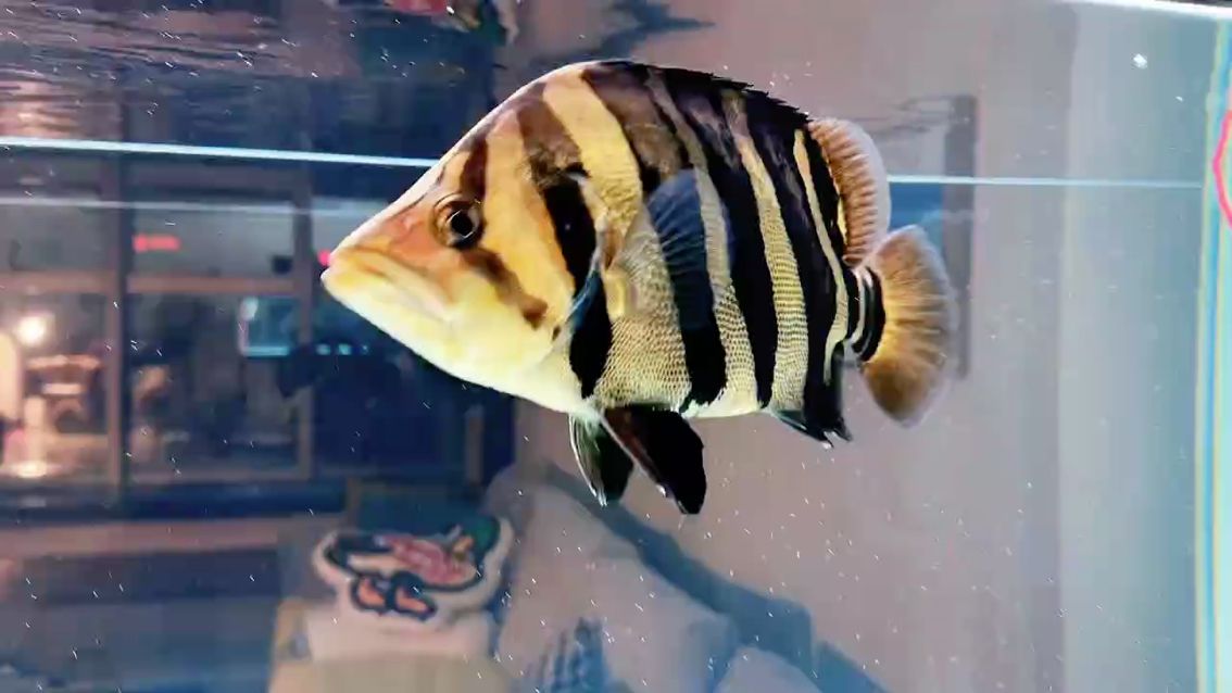 水中游動藝術品，每條魚在水中游動都是靚麗的色彩