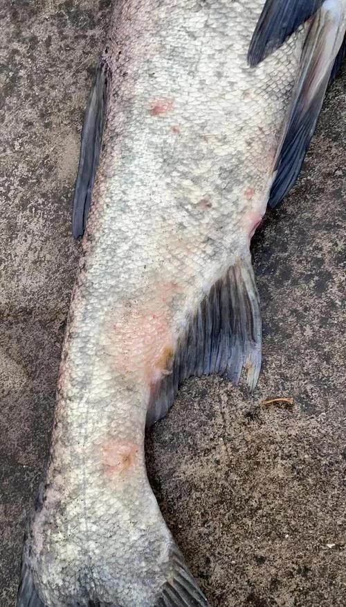 銀龍魚水霉病圖片，如何判斷銀龍魚是否感染水霉病