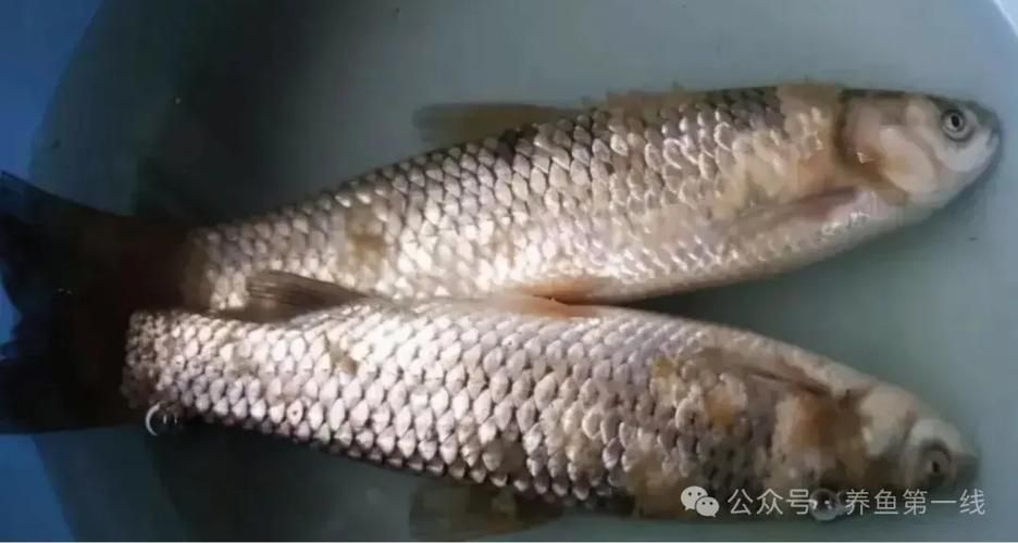 銀龍魚水霉病圖片，如何判斷銀龍魚是否感染水霉病
