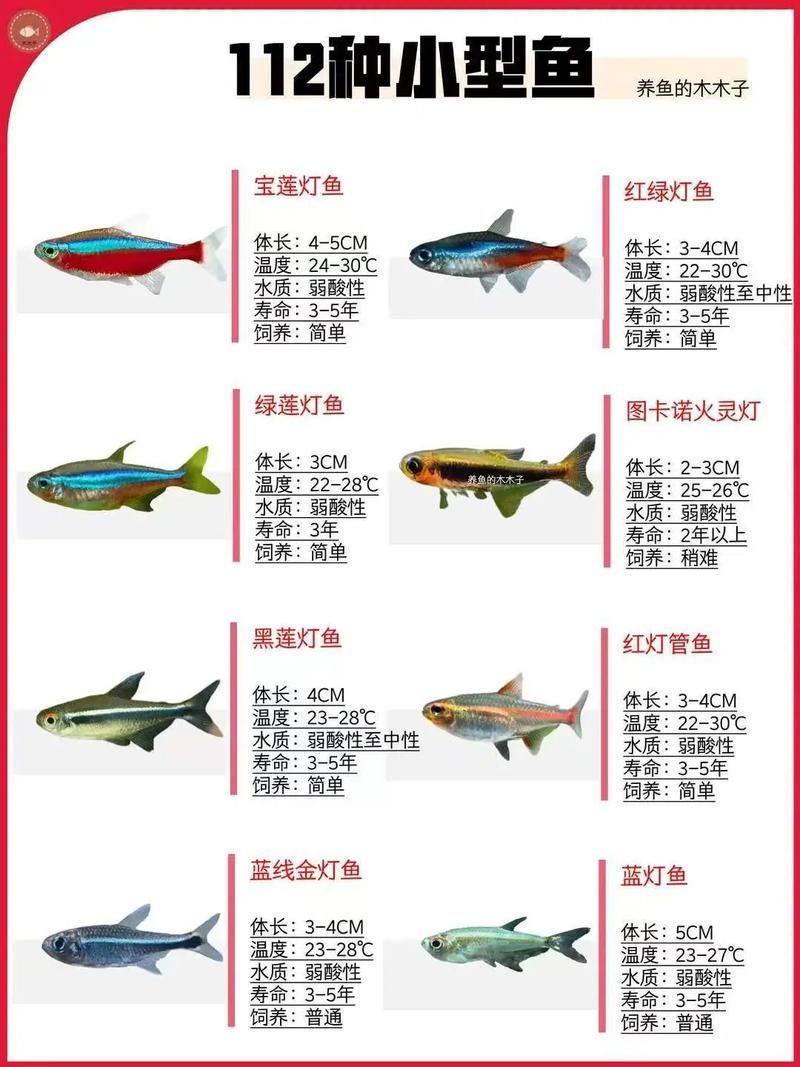 有沒有觀賞魚價格表大全的圖片，2018觀賞魚價格表大全