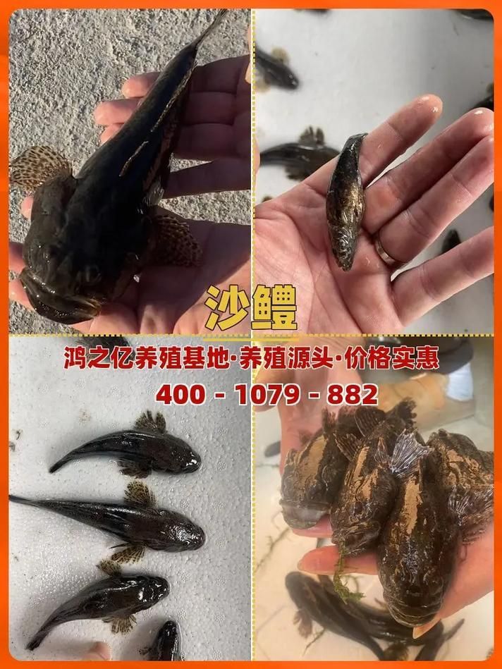 有沒有觀賞魚價格表大全的圖片，2018觀賞魚價格表大全