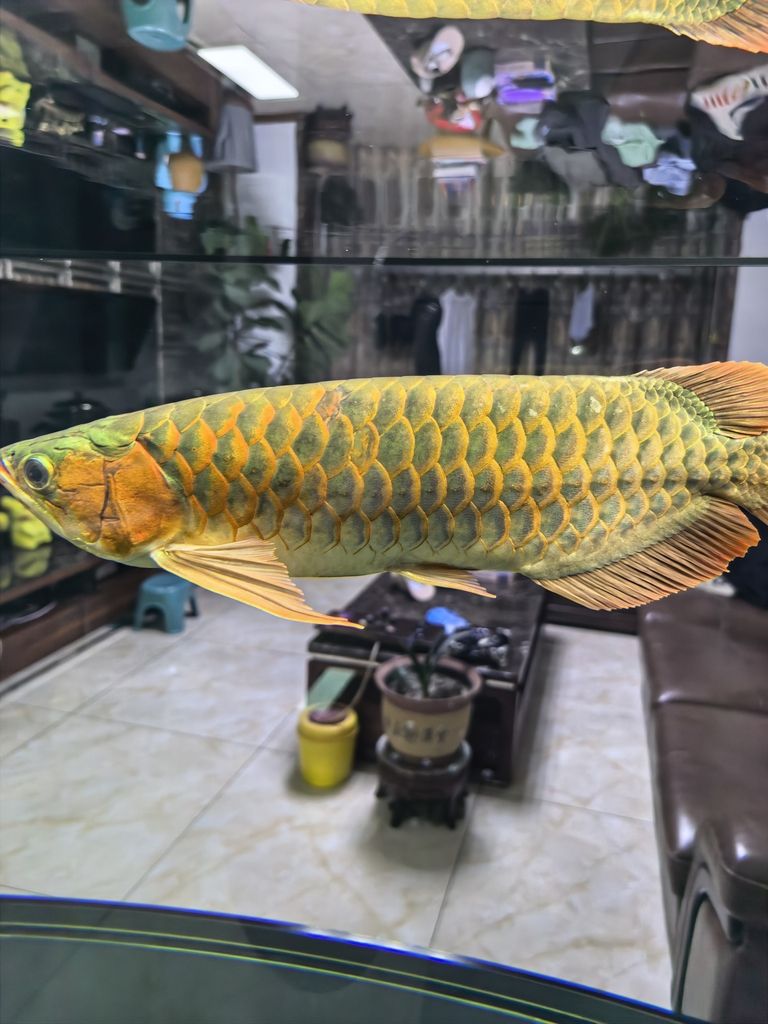 紅龍，大神幫評價一下，大神幫我看看這條魚如何，后期發色面積能大嗎