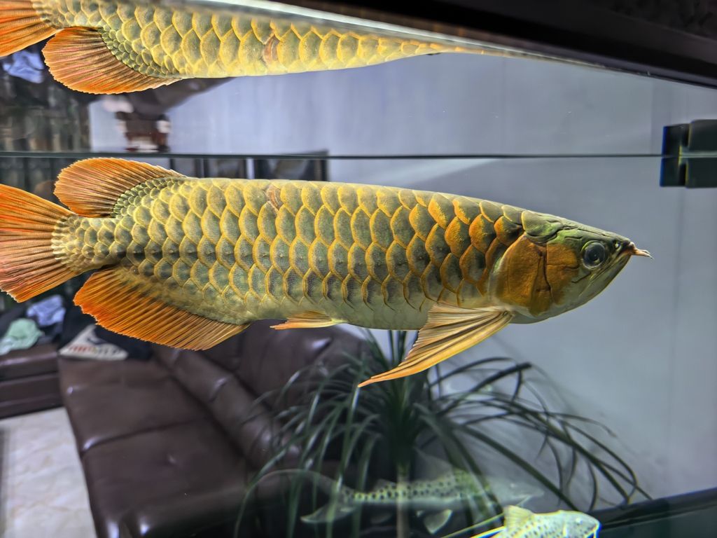 紅龍，大神幫評價一下，大神幫我看看這條魚如何，后期發色面積能大嗎