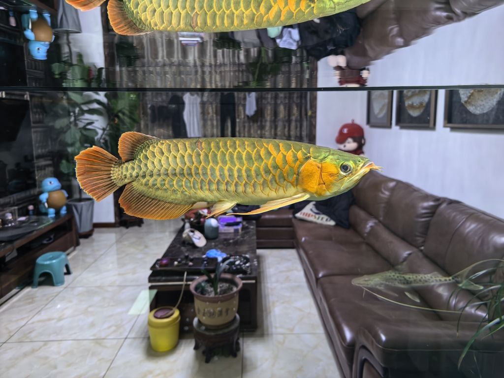紅龍，大神幫評價一下，大神幫我看看這條魚如何，后期發色面積能大嗎