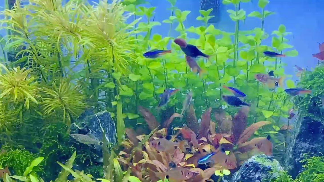 二氧化碳氣體，化碳（co2）對地球氣候系統(tǒng)有重要影響