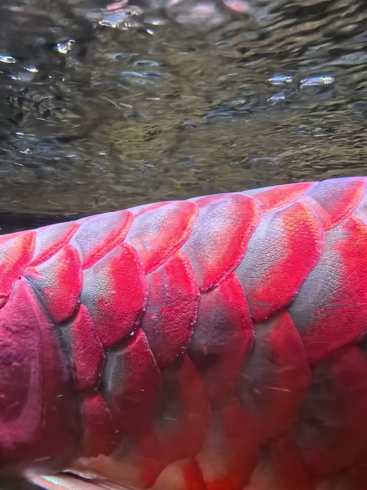 龍魚鱗片長(zhǎng)白毛，愛魚玩水族_養(yǎng)魚咨詢?cè)u(píng)論：龍魚鱗片上這棉絮一樣的是什么病