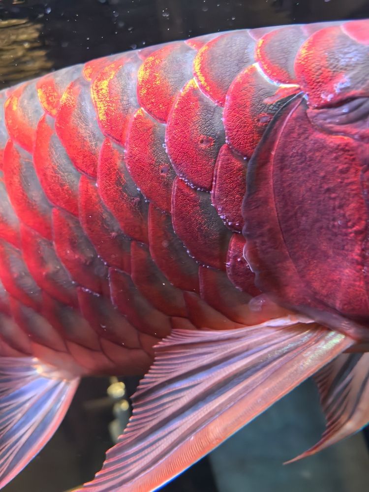 龍魚鱗片長(zhǎng)白毛，愛魚玩水族_養(yǎng)魚咨詢?cè)u(píng)論：龍魚鱗片上這棉絮一樣的是什么病