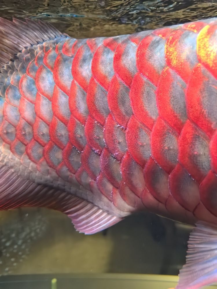 龍魚鱗片長(zhǎng)白毛，愛魚玩水族_養(yǎng)魚咨詢?cè)u(píng)論：龍魚鱗片上這棉絮一樣的是什么病